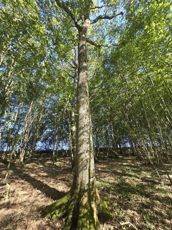 Ensemble foncier de 5 ha 78 a 43 ca   Cernoy-en-Berry - photo 10