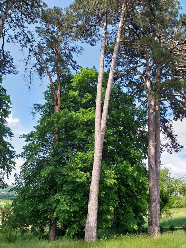 Terrain à PONT-EVEQUE