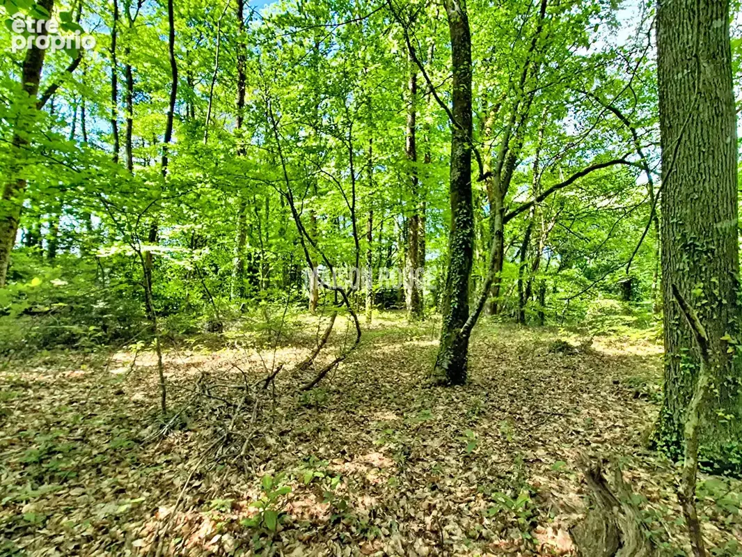 Vaste maison de famille - Toit de chaume - 240 m² - Proche Dinan et de la côte - Parc de 1,9 ha - photo 12
