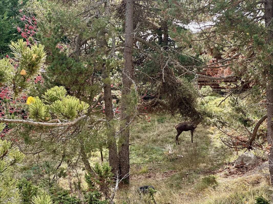 Terrain à FONT-ROMEU-ODEILLO-VIA