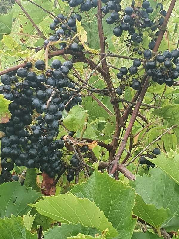 Terrain à LES ORMES