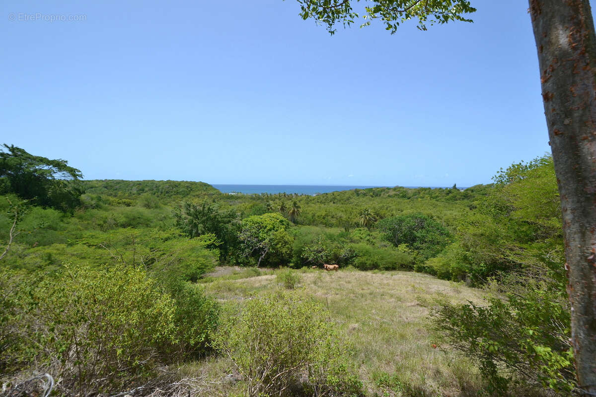 Terrain 4 000 m2   Vue mer imprenable   2 400 m2 constructibles (Zone UG)   Opportunité Investisseur - photo 3