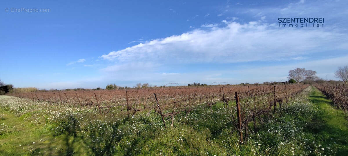 Terrain à MARSILLARGUES