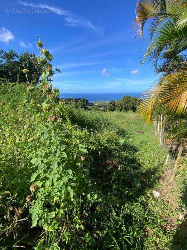 Terrain à LE MORNE-VERT