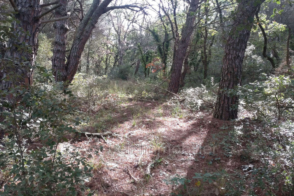 Terrain à BEAUVOISIN