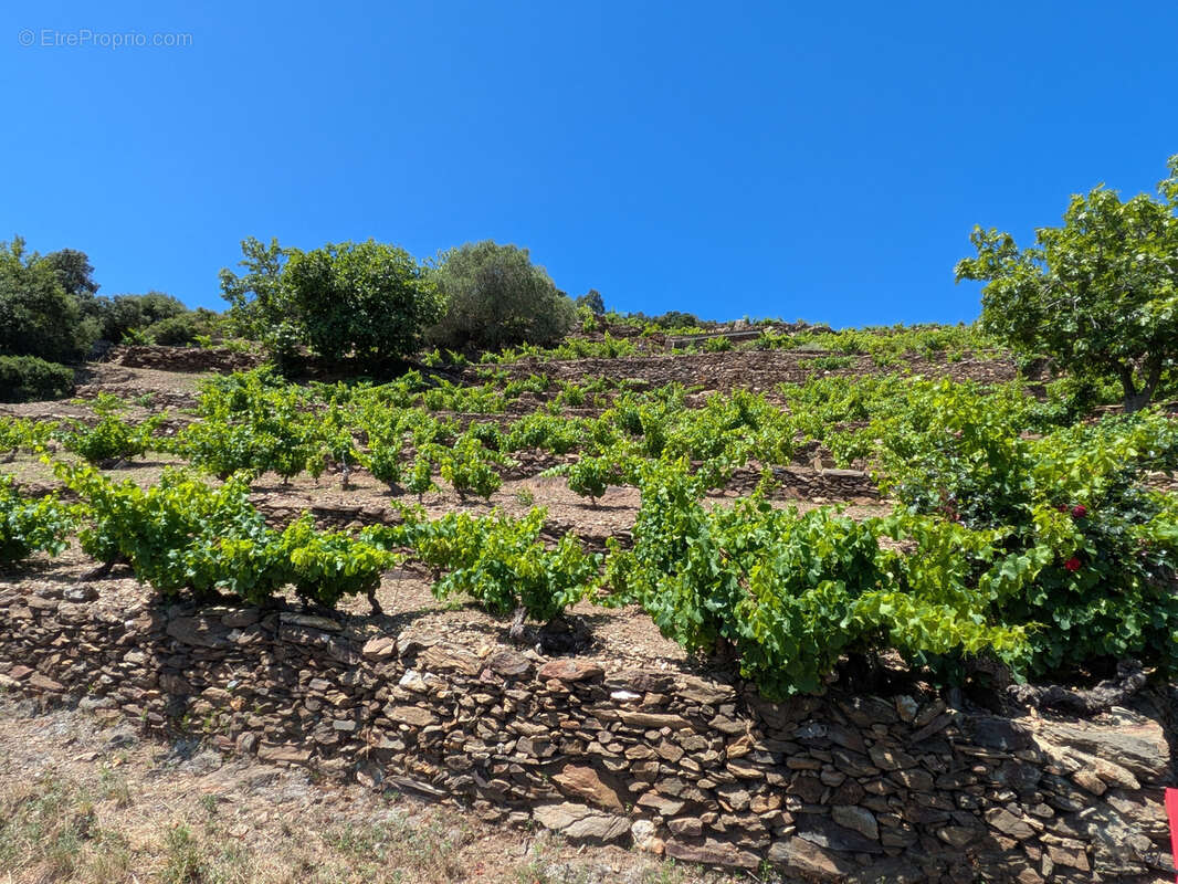 Terrain à COLLIOURE