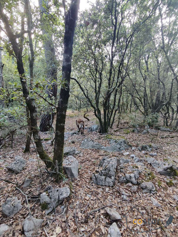 Terrain à CHATEAUDOUBLE