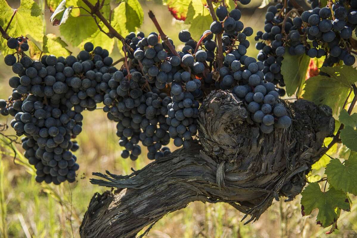 Maison à PUY-L'EVEQUE