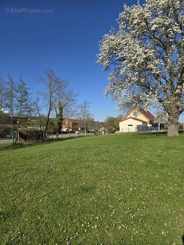 Terrain à ESCHENTZWILLER