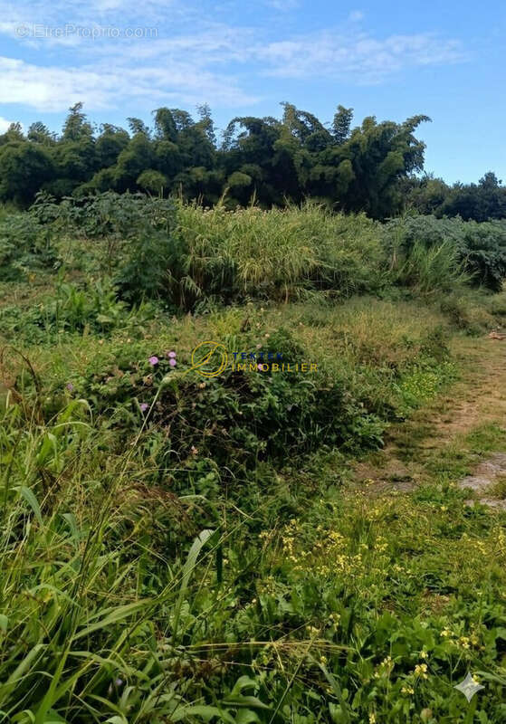 Terrain à LE TAMPON
