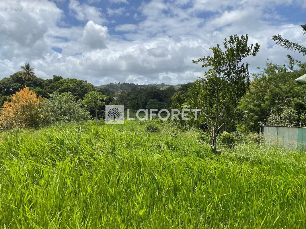 Terrain à SAINTE-LUCE