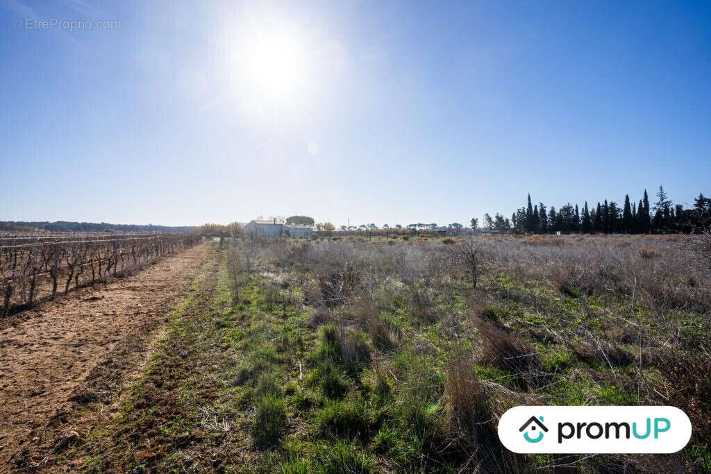 Terrain à PORTIRAGNES