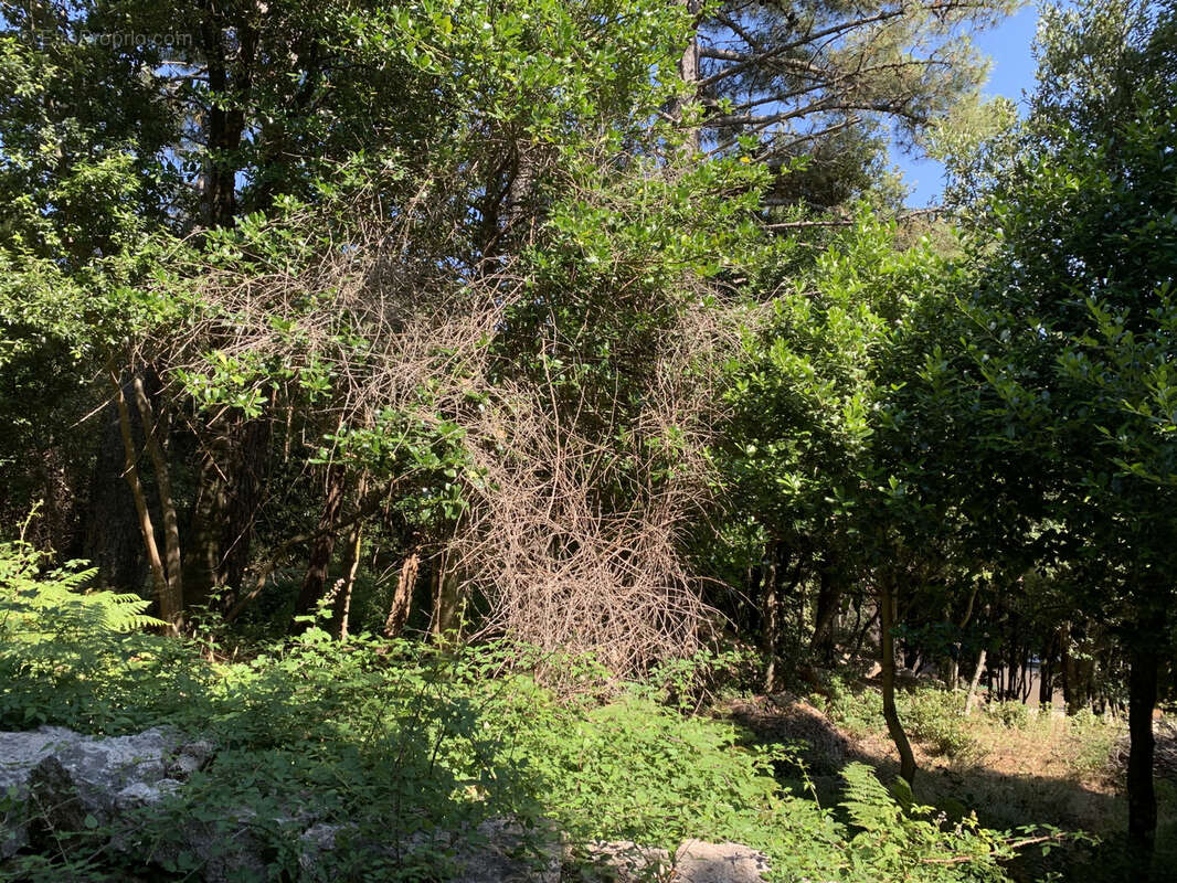 Beaucoup de cachet pour ce terrain à bâtir à proximité de Porto-Vecchio - photo 4