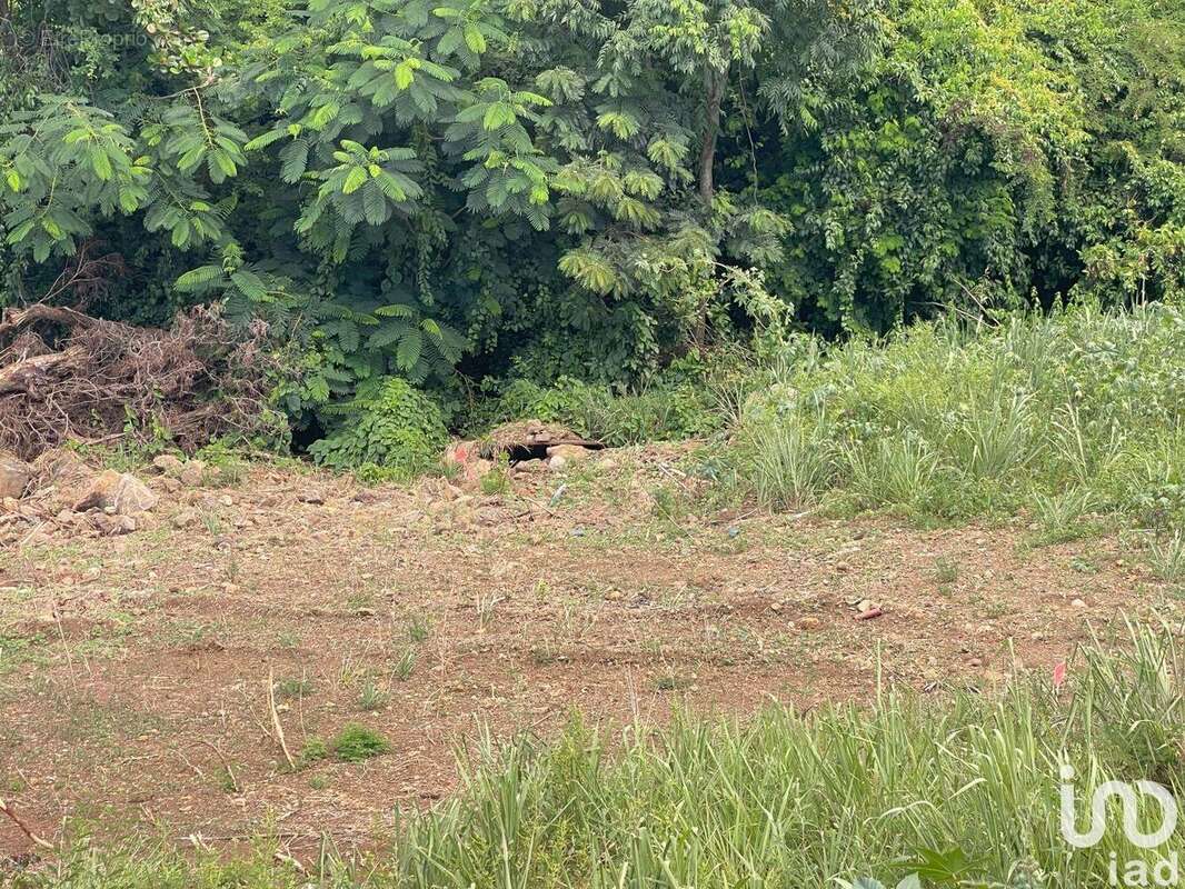 Photo 7 - Terrain à VIEUX-HABITANTS