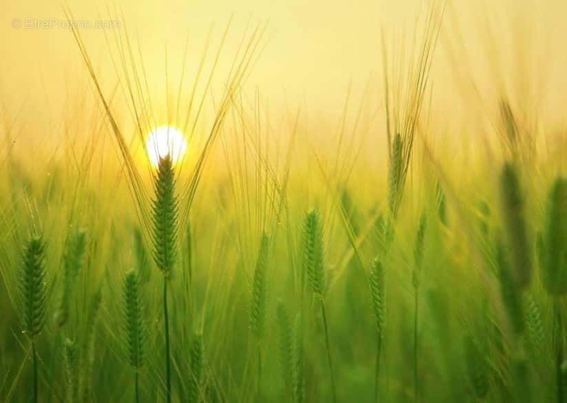Terrain à SAINT-GERVAIS