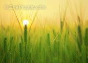 Terrain à SAINT-GERVAIS