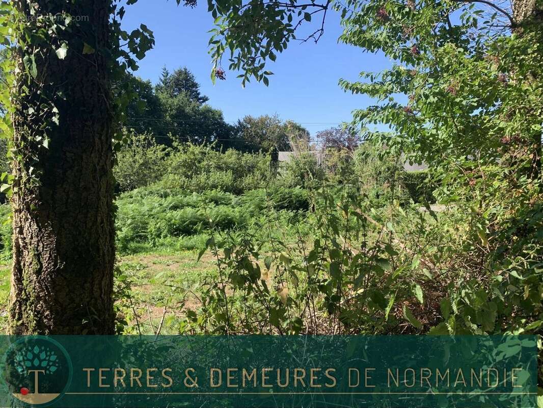 Dans le CALVADOS, secteur de VIRE (14500) A vendre bois de 3ha 69 a d'un seul tenant - photo 5