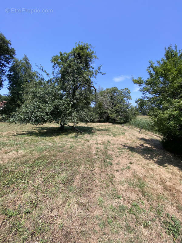 Ferme 10 hectares Monein - photo 28