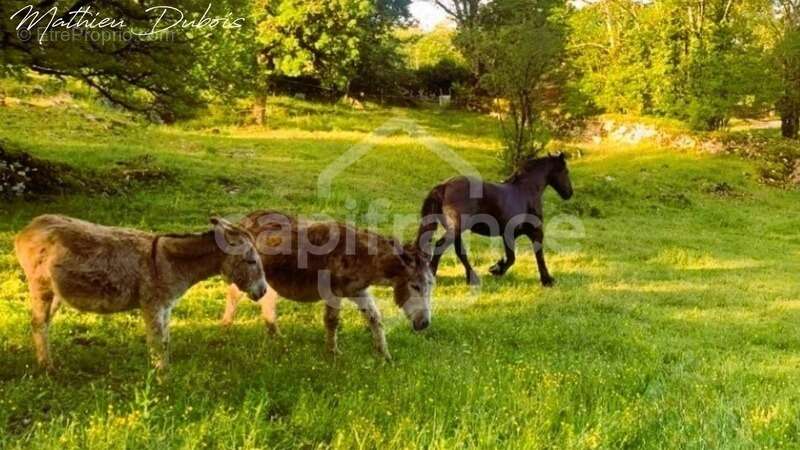 Élégance, rentabilité et art de vivre – Domaine touristique avec potentiel équestre aux portes de Padirac - photo 19