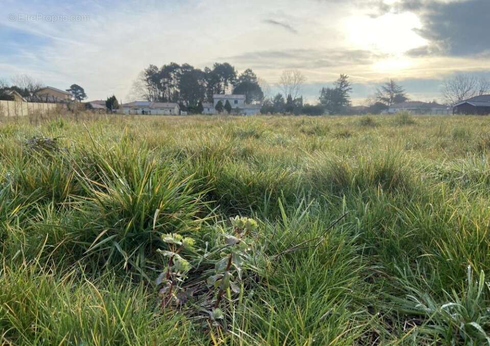 Terrain à LEOGNAN
