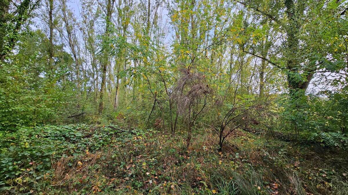 Photo 3 - Terrain à MONTDURAUSSE