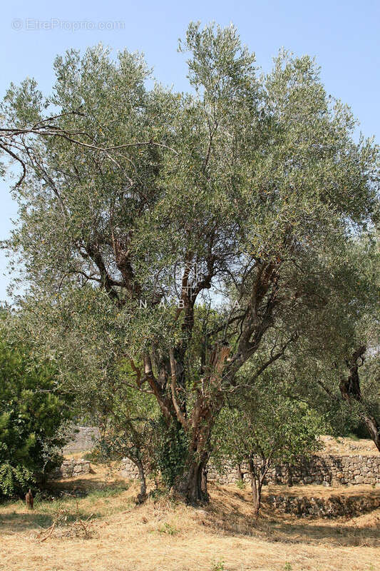 Terrain à LE BAR-SUR-LOUP