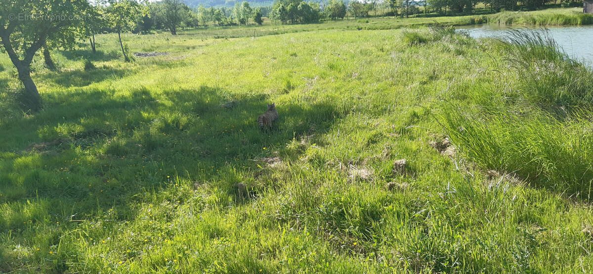 Terrain à VIGNEULLES-LES-HATTONCHATEL