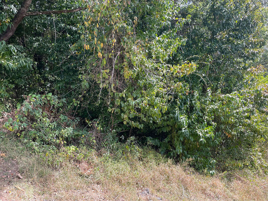 Terrain à SCHOELCHER