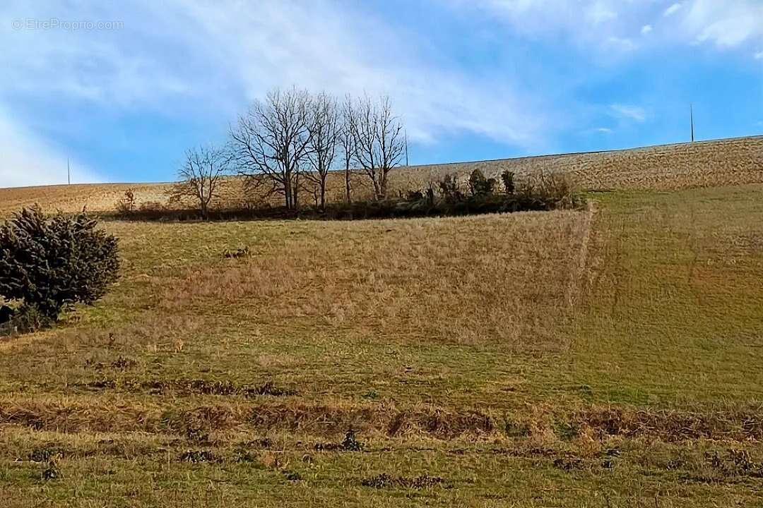 Terrain Agricole à Graulhet 3282 m² - photo 2