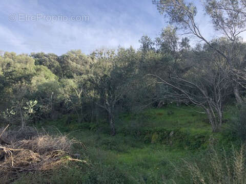 Terrain à FIGARI