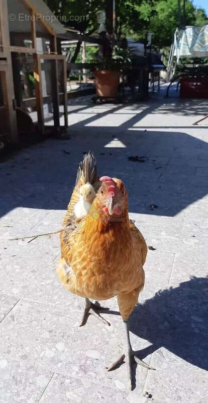 Maison à BREIL-SUR-ROYA