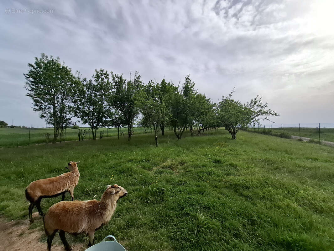 Maison à SAINT-GEORGES-DES-COTEAUX