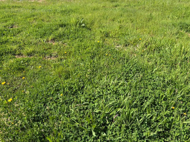 Terrain à TALMONT-SAINT-HILAIRE