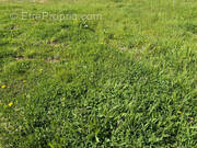 Terrain à TALMONT-SAINT-HILAIRE