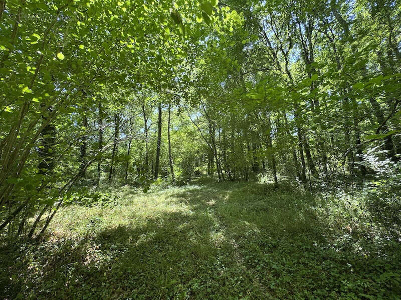 Magnifique moulin avec une piscine, des bois, verger, prairie et piscine couverte- pas des voisins proches - photo 17
