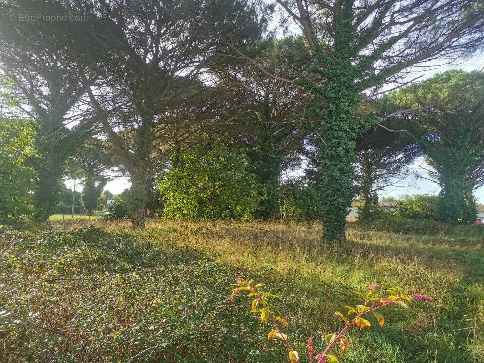 Terrain à SAINT-MAIXANT