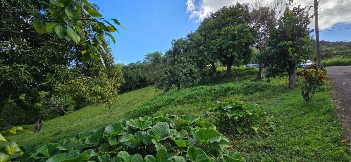 Beau terrain 1373 m² - le robert - photo 3