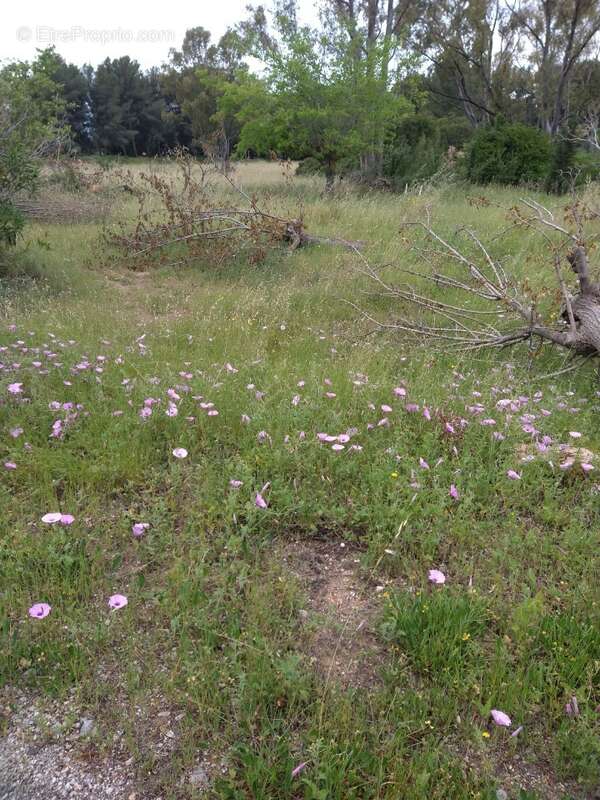 Terrain à LA CADIERE-D'AZUR
