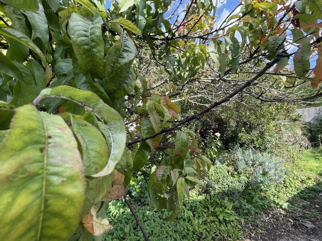 Maison à L&#039;ILE-D&#039;OLONNE