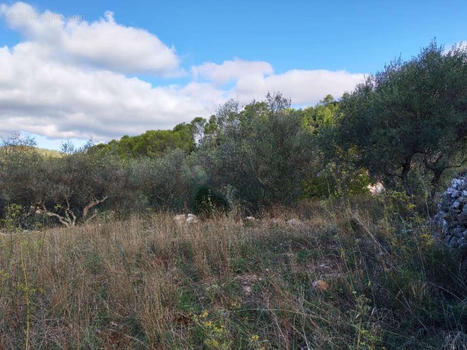 Terrain à CARNOULES
