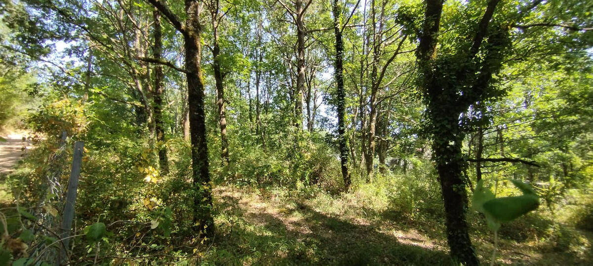 Terrain à SAINTE-COLOMBE-EN-BRUILHOIS
