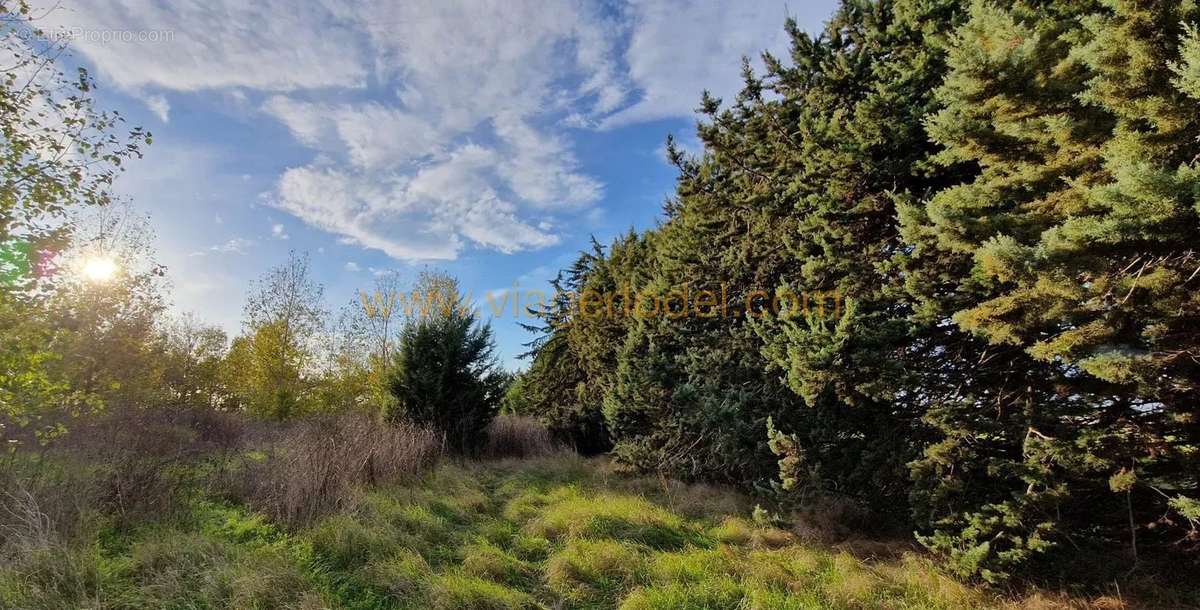 Terrain à MARSILLARGUES