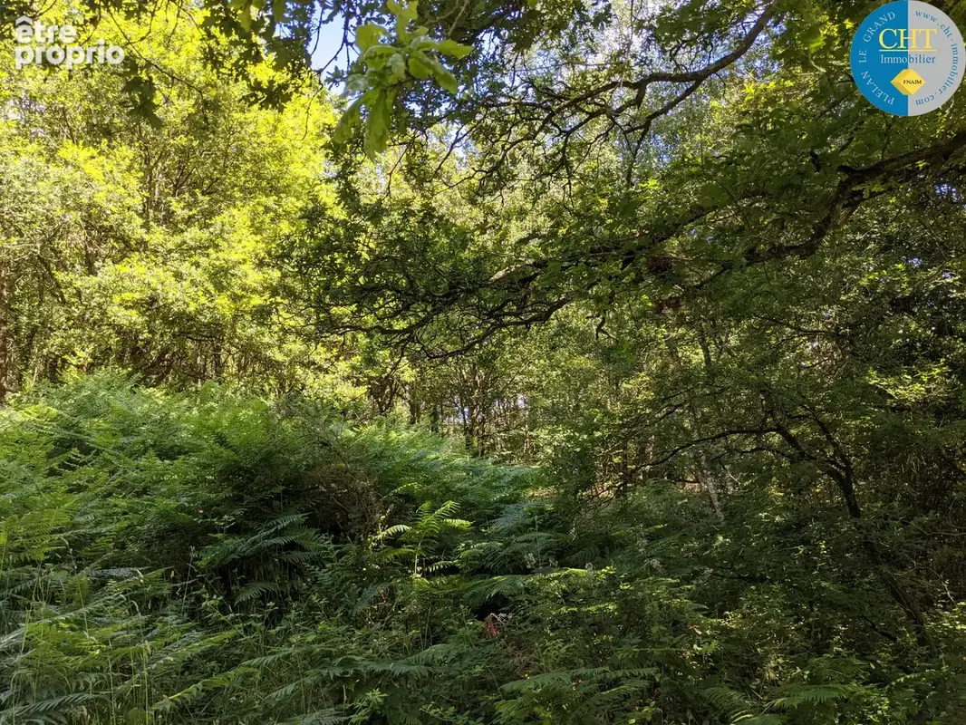 À Plélan-Le-Grand (35), Herbage de 13 000m2 et Parcelle de bois de 2 150m2 - photo 10