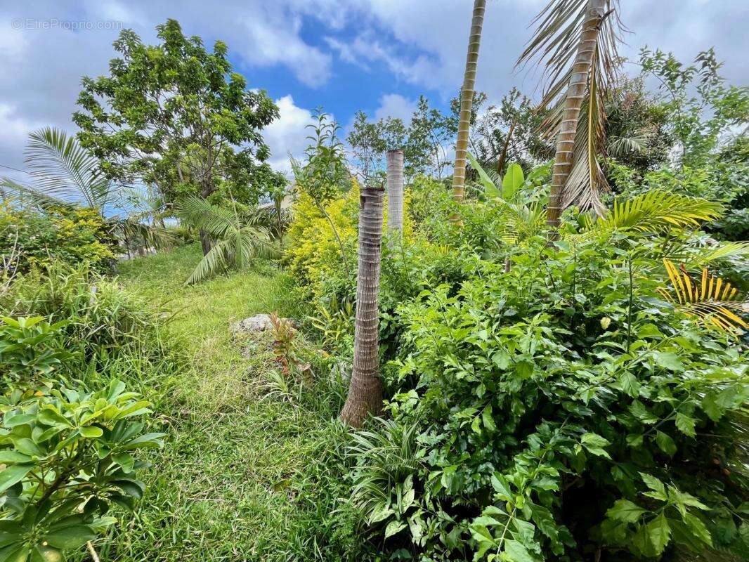 Terrain à LE TAMPON