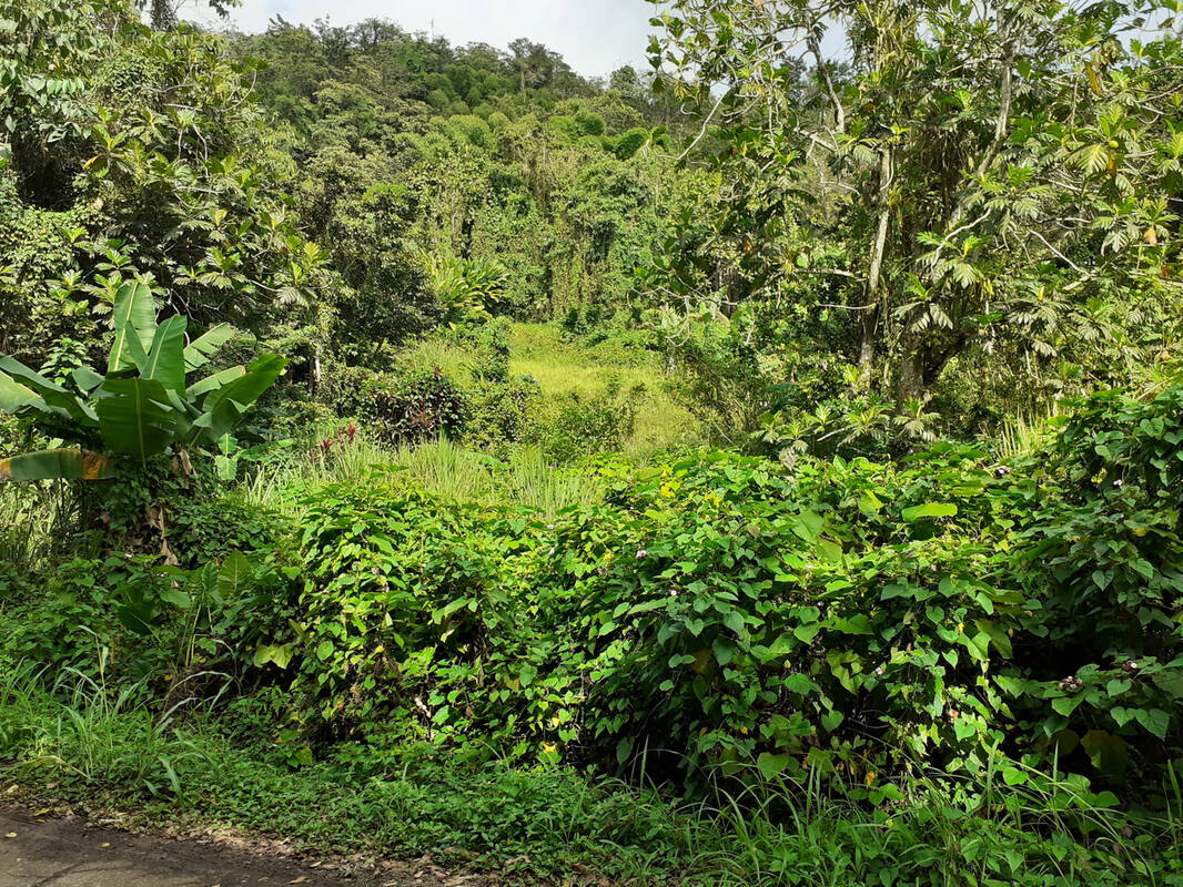Terrain à LES TROIS-ILETS