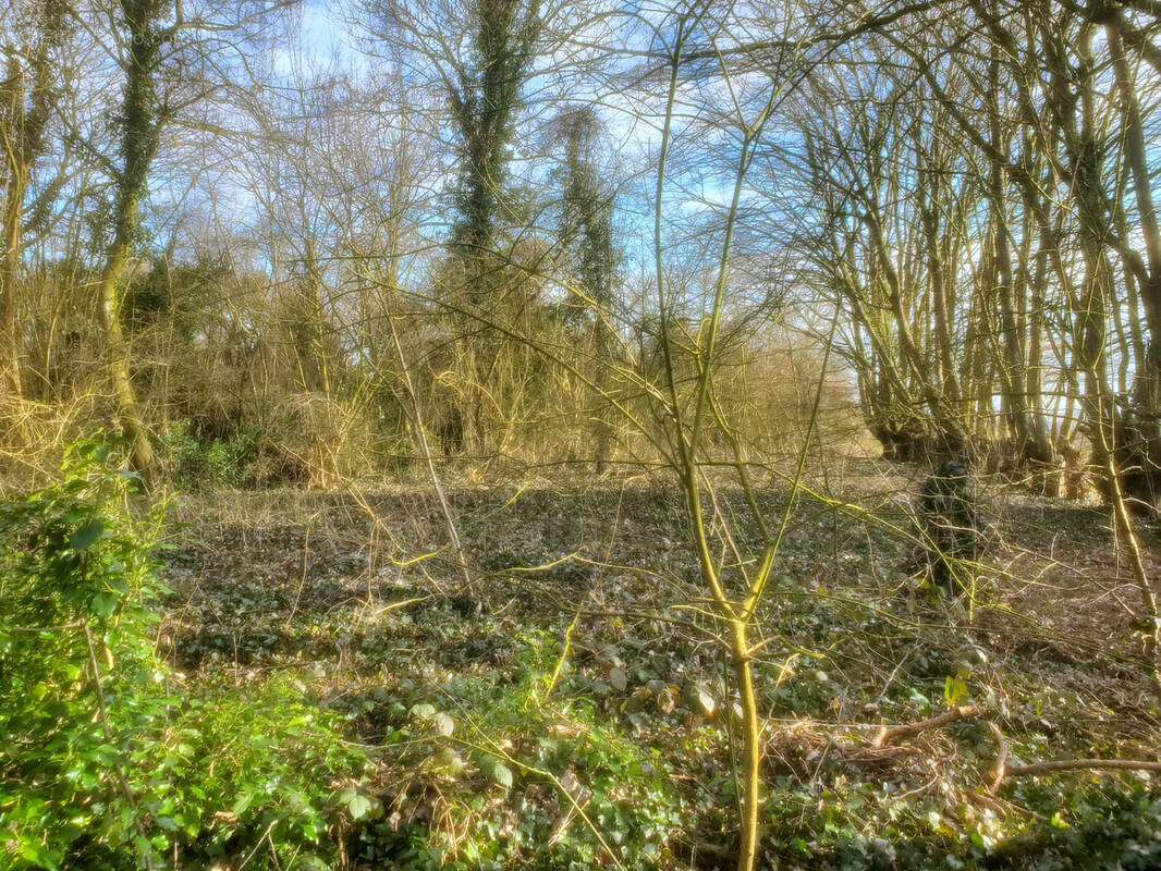 Terrain à VILLERS-COTTERETS
