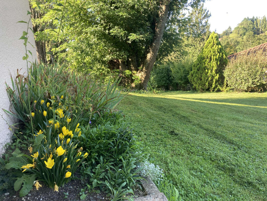 Maison à VILLIEU-LOYES-MOLLON