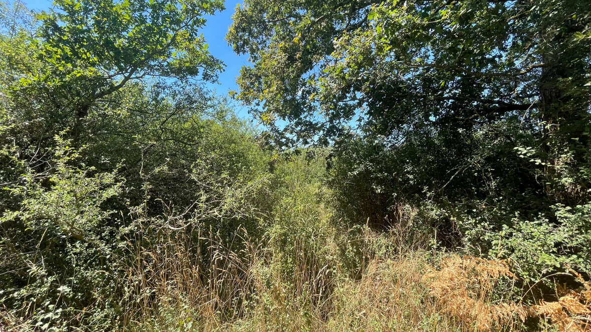 Terrain à SAINT-CHRISTOPHE-DU-LIGNERON