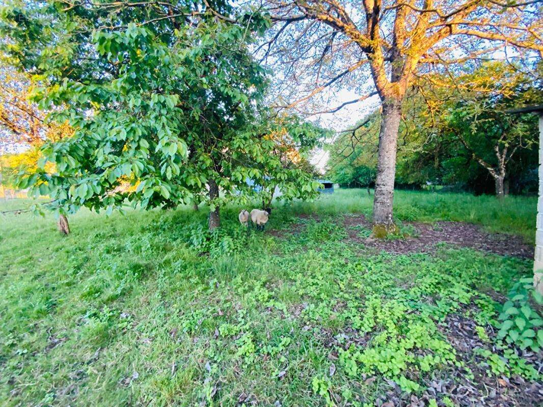Terrain à MONTROND-LE-CHATEAU