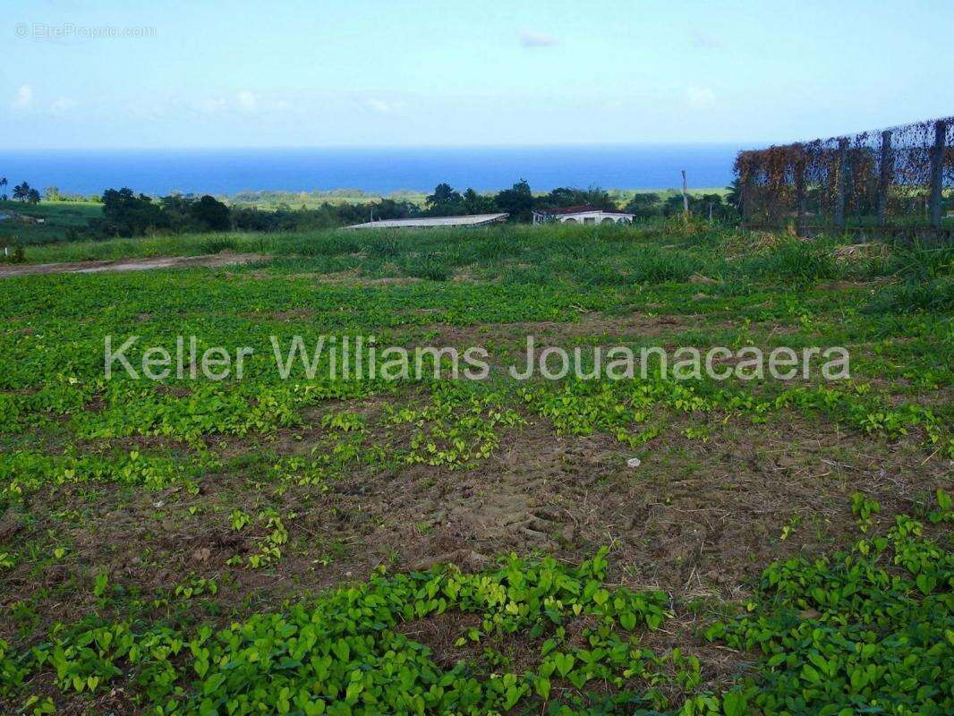 Terrain à BASSE-POINTE